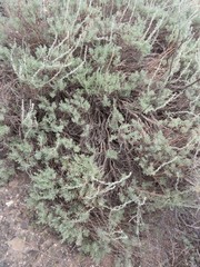 Artemisia bigelovii
