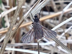 Empis borealis