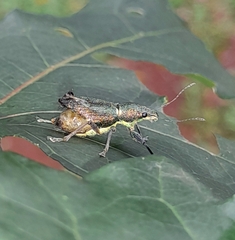 Naupactus auricinctus