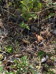 Coluber constrictor anthicus