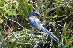 Aphelocoma coerulescens