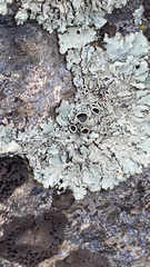 Xanthoparmelia cumberlandia