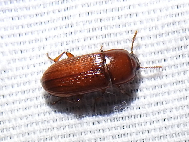 Sitophagus