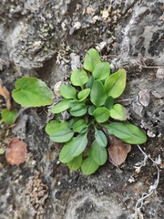 Trigonotis peduncularis