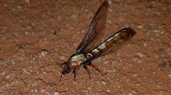 Dorylus helvolus