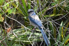 Aphelocoma coerulescens