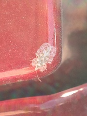 Corythucha marmorata