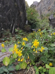 Crepidiastrum denticulatum