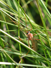 Ophion obscuratus