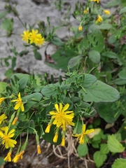 Crepidiastrum denticulatum