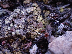 Acarospora schleicheri