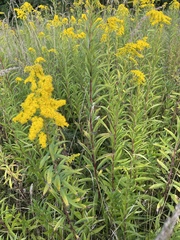 Solidago gigantea