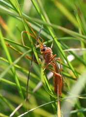 Ophion obscuratus