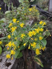Crepidiastrum denticulatum