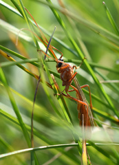 Ophion obscuratus