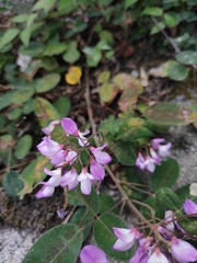 Campylotropis polyantha