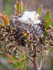 Isopogon