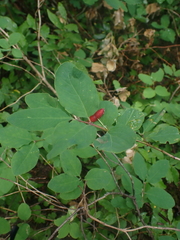 Lonicera utahensis