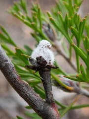 Isopogon