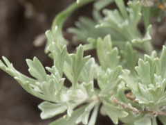 Artemisia bigelovii