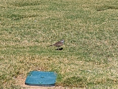 Charadrius vociferus