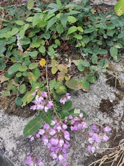 Campylotropis polyantha