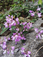 Campylotropis polyantha
