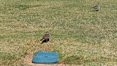 Charadrius vociferus