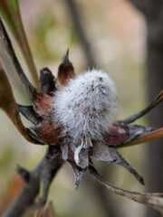 Isopogon