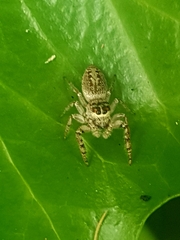 Opisthoncus nigrofemoratus