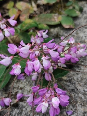 Campylotropis polyantha