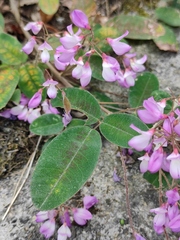 Campylotropis polyantha