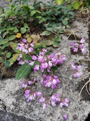 Campylotropis polyantha