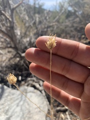 Cordylanthus eremicus eremicus