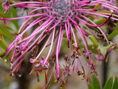 Isopogon