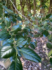 Ilex cornuta