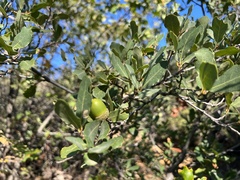Quercus douglasii