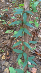 Gelsemium sempervirens