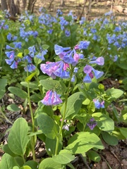 Mertensia virginica