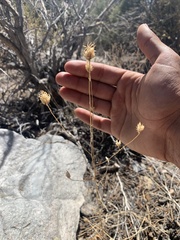 Cordylanthus eremicus eremicus