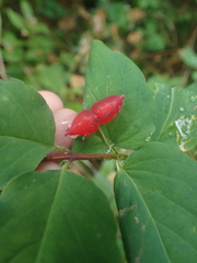 Lonicera utahensis