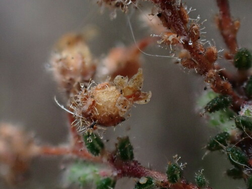 Image of Erica ingeana by (c) Ren Hoekstra, some rights reserved (CC BY)