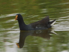 Gallinula galeata cachinnans