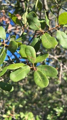 Quercus douglasii