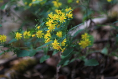 Crepidiastrum denticulatum