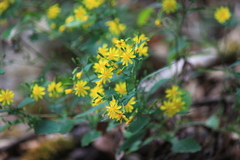 Crepidiastrum denticulatum