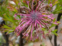 Isopogon