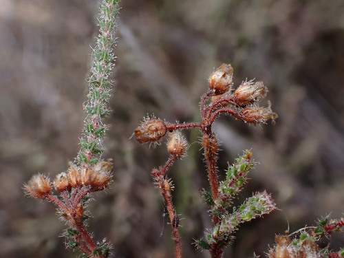 Image of Erica ingeana by (c) Ren Hoekstra, some rights reserved (CC BY)