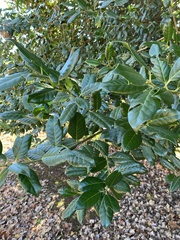 Ilex cornuta