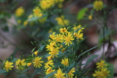 Crepidiastrum denticulatum